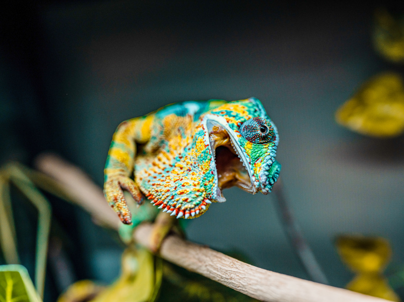 chameleon picture dynamic closeup contrast