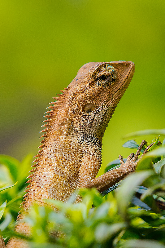 chameleon picture elegant bright closeup 