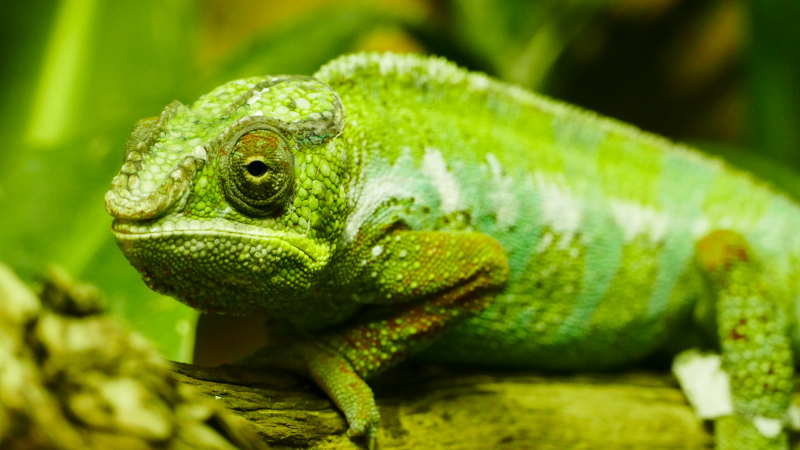 chameleon picture elegant bright green closeup 