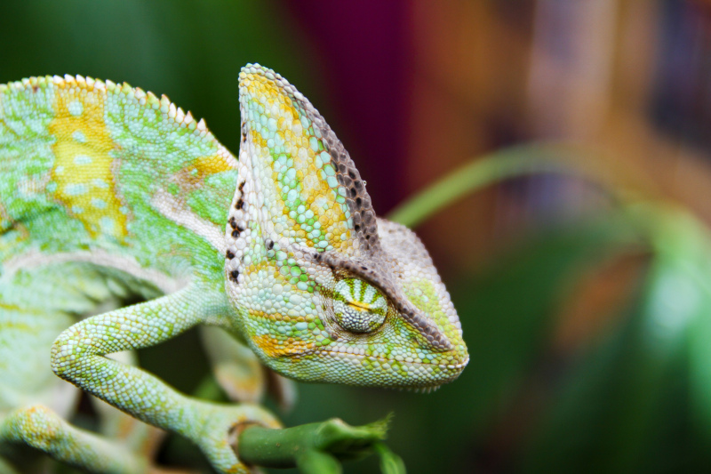 chameleon picture elegant closeup 