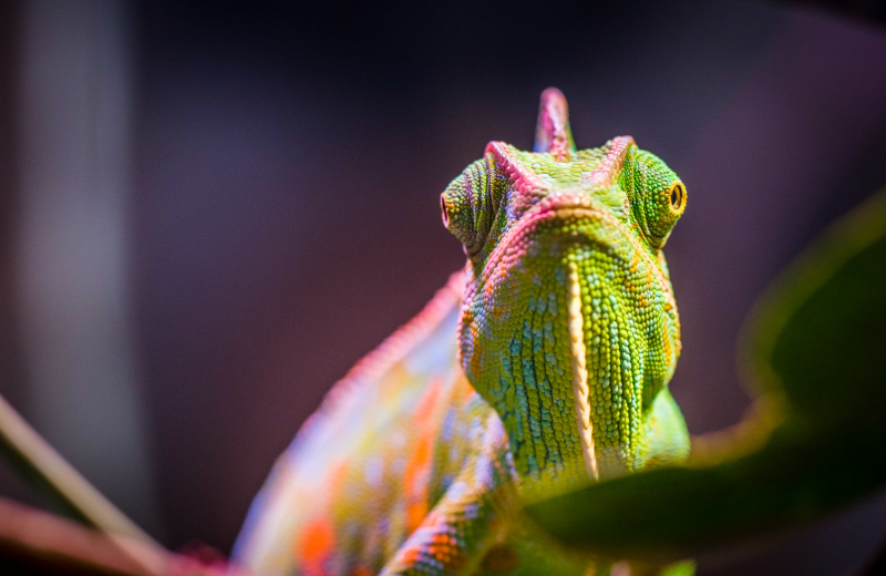 chameleon picture elegant closeup 