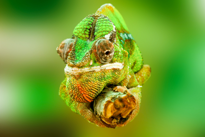 chameleon picture green face closeup 