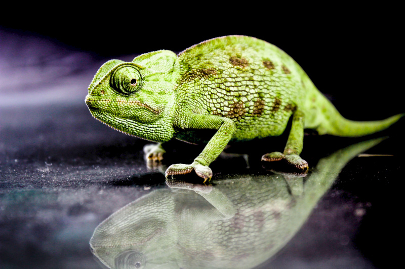 chameleon picture reflection contrast 
