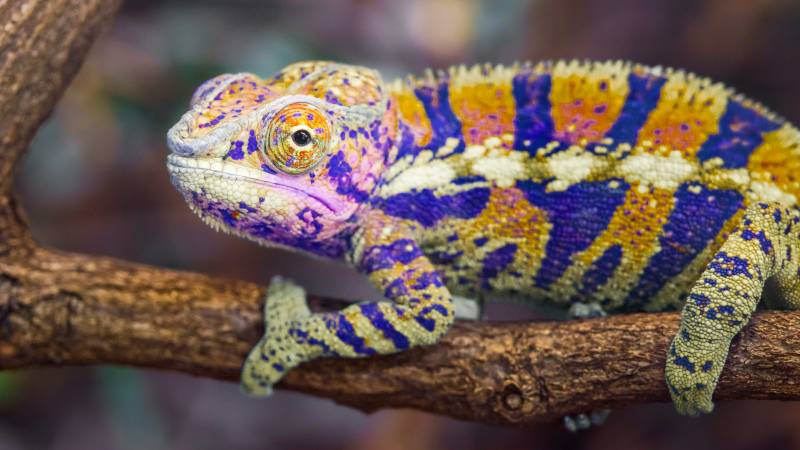 chameleon reptile picture closeup colorful camouflage 