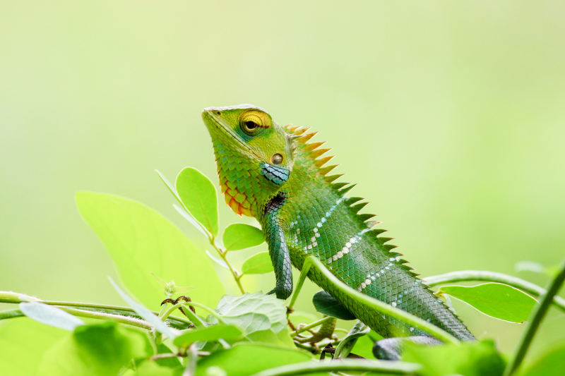 chameleon reptile picture elegant bright green 