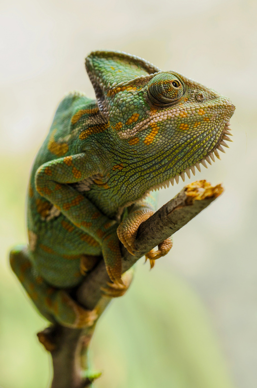 chameleon reptile picture face closeup
