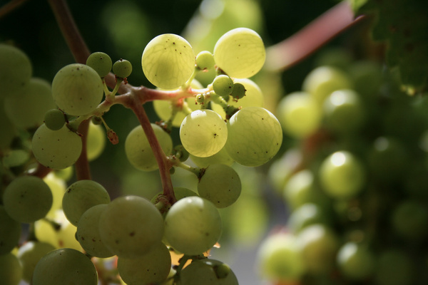 chardonnay grapes 
