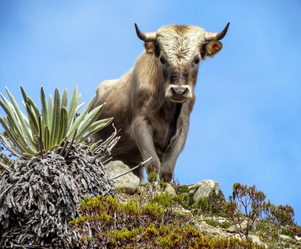 charolais bull cattle