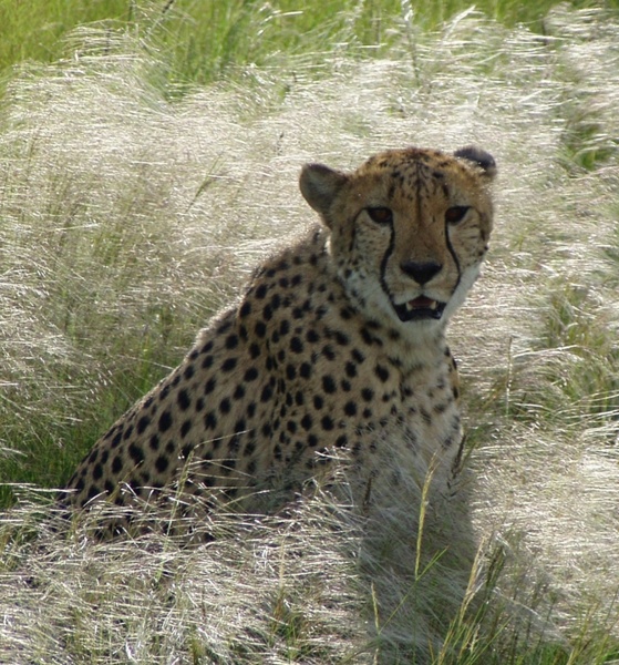 cheetah africa predator