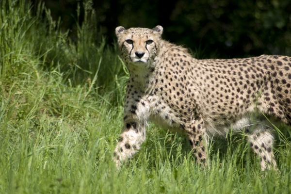 Cheetah photos free download