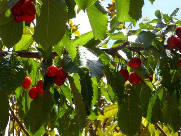 cherries fruit red