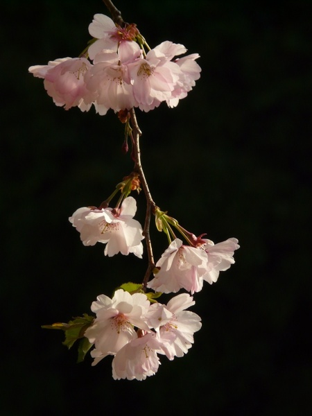 cherry blossom flower tree