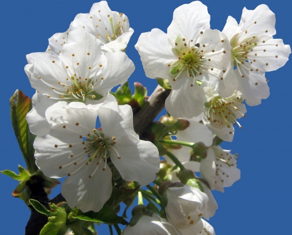 cherry blossom free blue