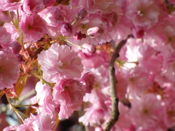 cherry blossom red spring