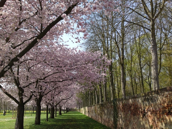 cherry blossom schlossgarten landscape