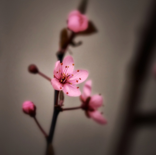 cherry blossom spring pink