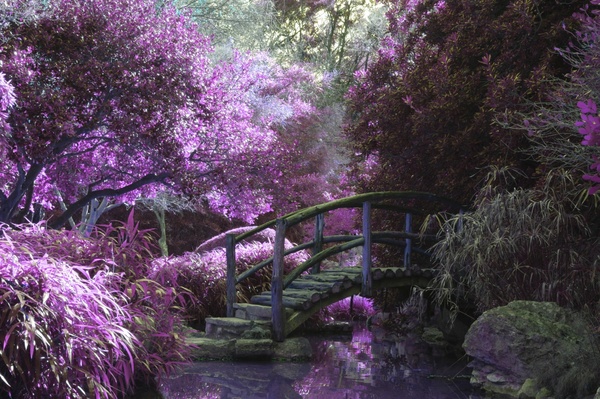 cherry color colour flower forest garden home house 