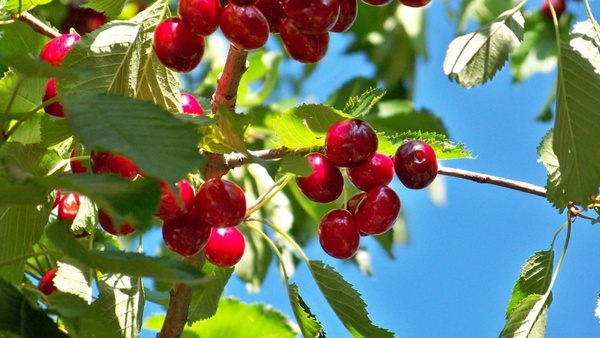 cherry fruit cherries