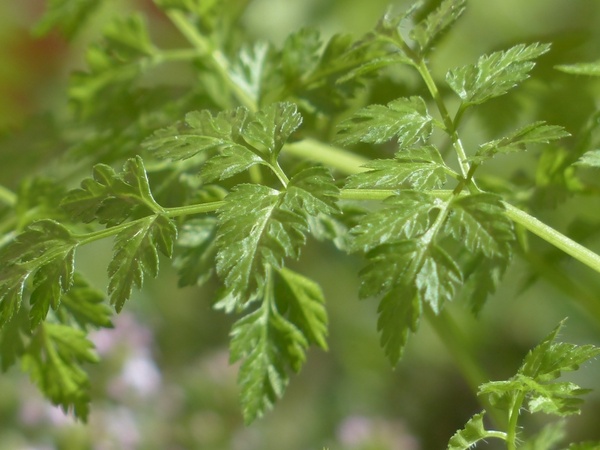 chervil herb kitchen herb