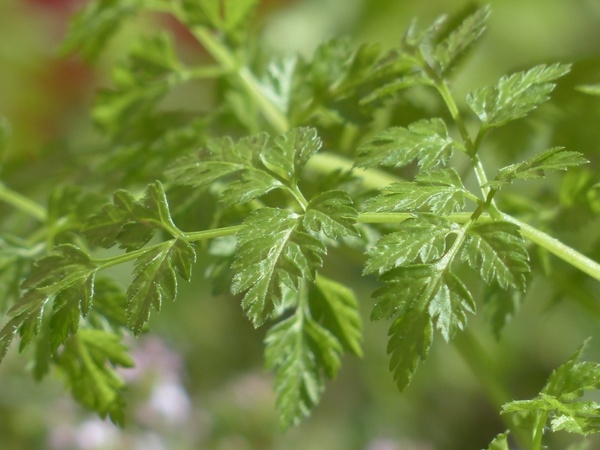 chervil kitchen herb herb