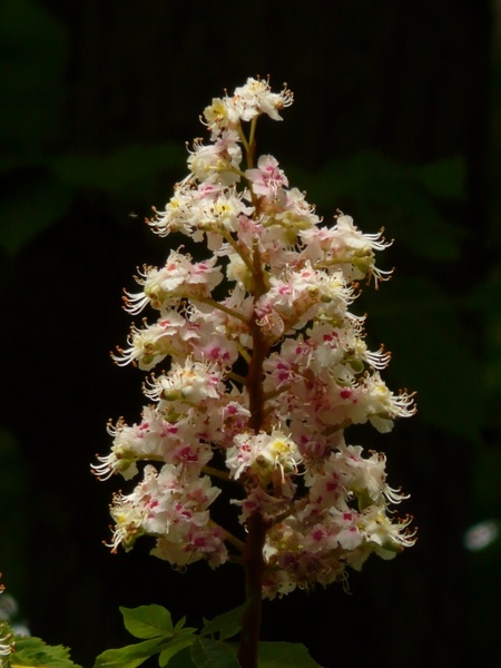 chestnut blossom chestnut inflorescence