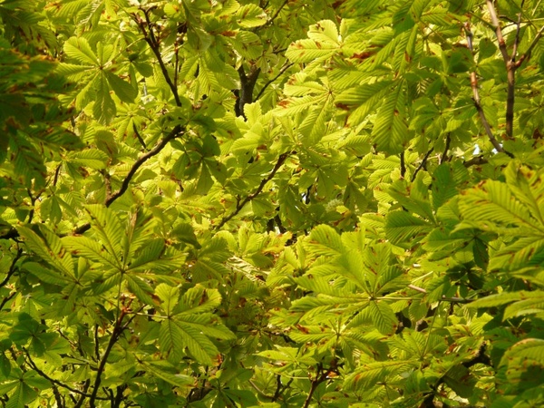 chestnut buckeye tree