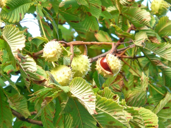 chestnut chestnut tree tree