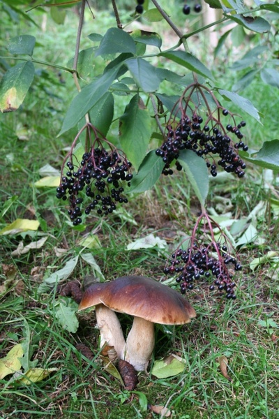 chestnut mushroom nature
