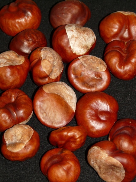 chestnut nut brown