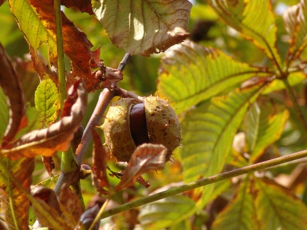 chestnut tree chestnut tree