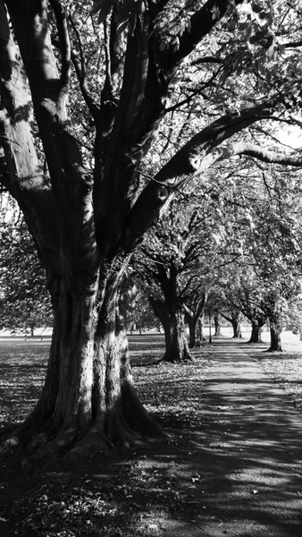 chestnut trees