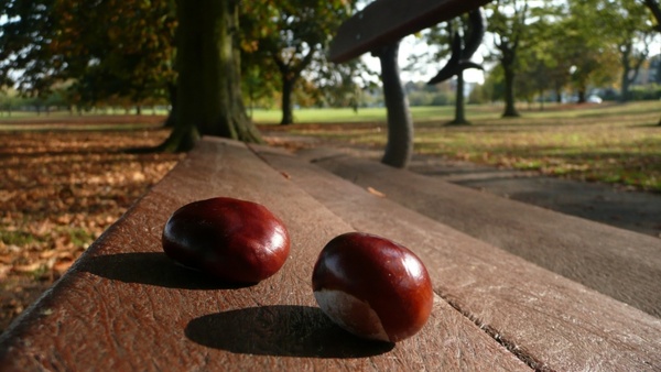 chestnuts bench two