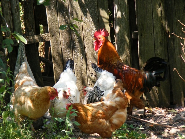 chicken chickens farm