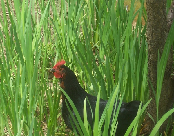 chicken in tall grass