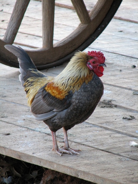 chicken rooster hens