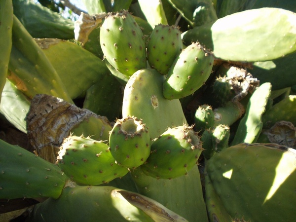 chile cactus prickly pear