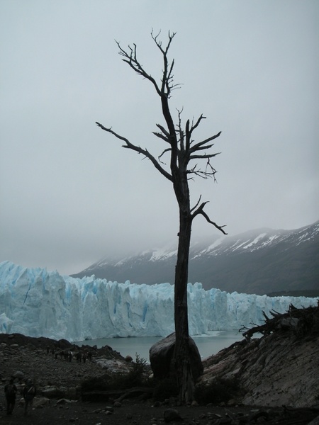chile glacier dead tree