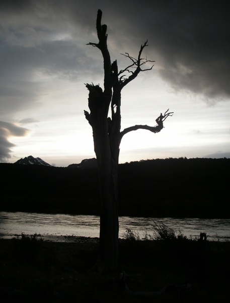 chile sunset dead tree