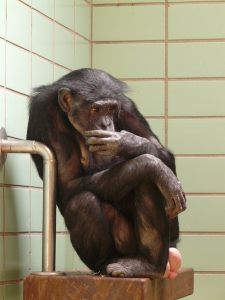 chimpanzee monkey zoo