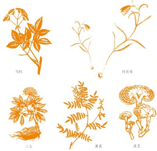 chinese herbal medicine the angelica chuanbei thirtyseven astragalus ganoderma lucidum vector