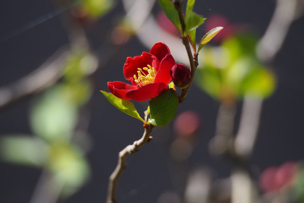 chinese quince chaenomeles speciosa 