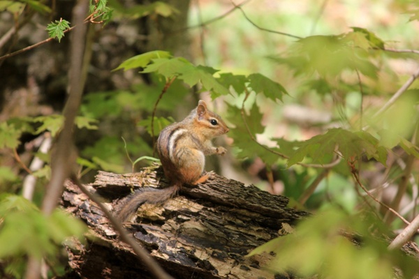 chipmunk in the forest at porcupine mountains state park michigan 