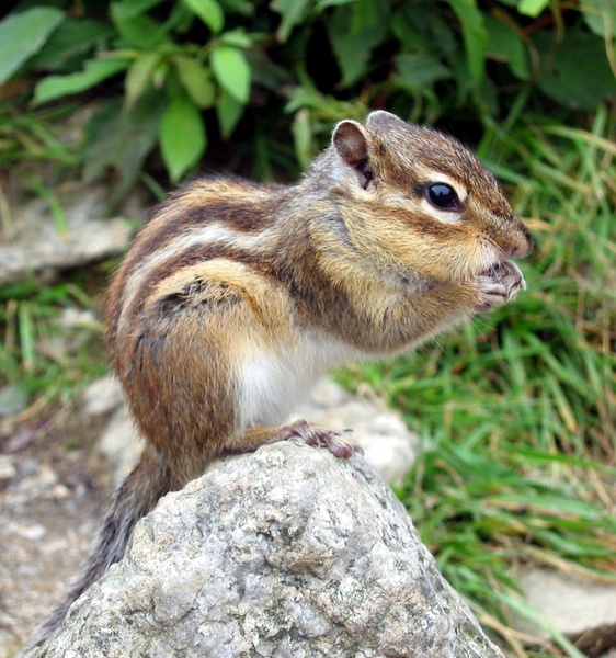 chipmunk squirrel tamias 