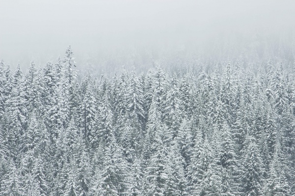 christmas cold fir fog forest freeze frost frozen