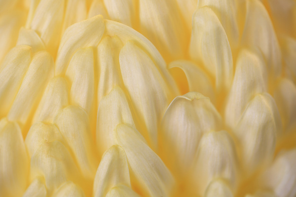 chrysanthemum  