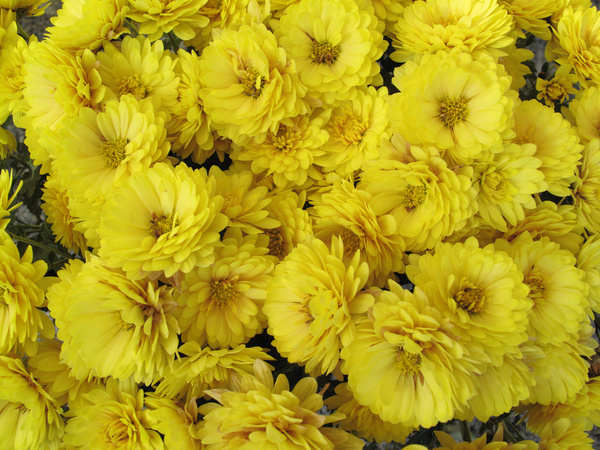 chrysanthemum  