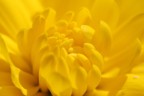 chrysanthemum 