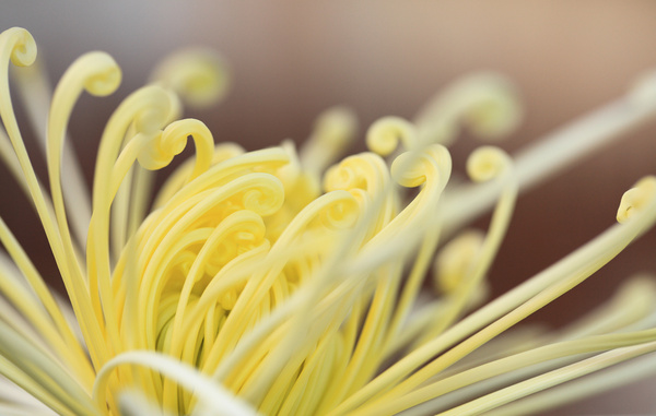 chrysanthemum  