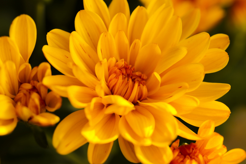 chrysanthemum flowers backdrop elegant closeup 