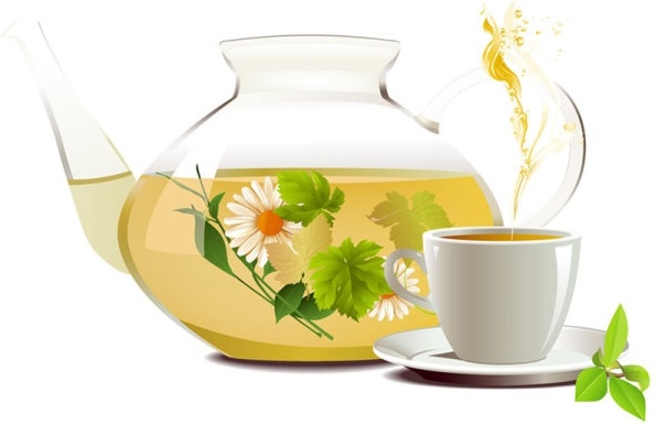 chrysanthemum tea tea 01 vector